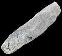 Fish Coprolite (Fossil Poo) - Kansas #49353-2